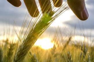 Male hand stroking ripening wheat ears. Concept of human caring and protecting for nature.